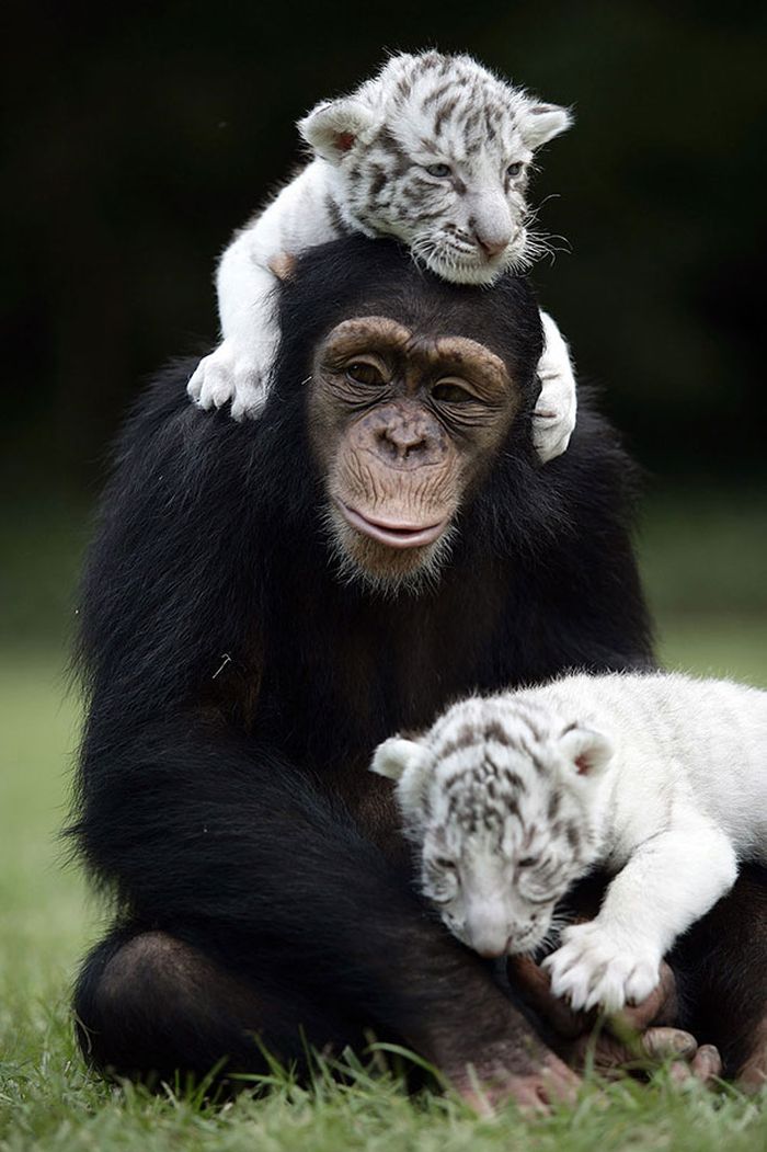 30 Animals Being Kind To Each Other