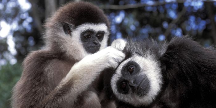 WHITE-HANDED GIBBONS GROOMING HYLOBATES LAR, VULNERABLE. THAILAND, MALAY PENINSULA, SUMATRA.