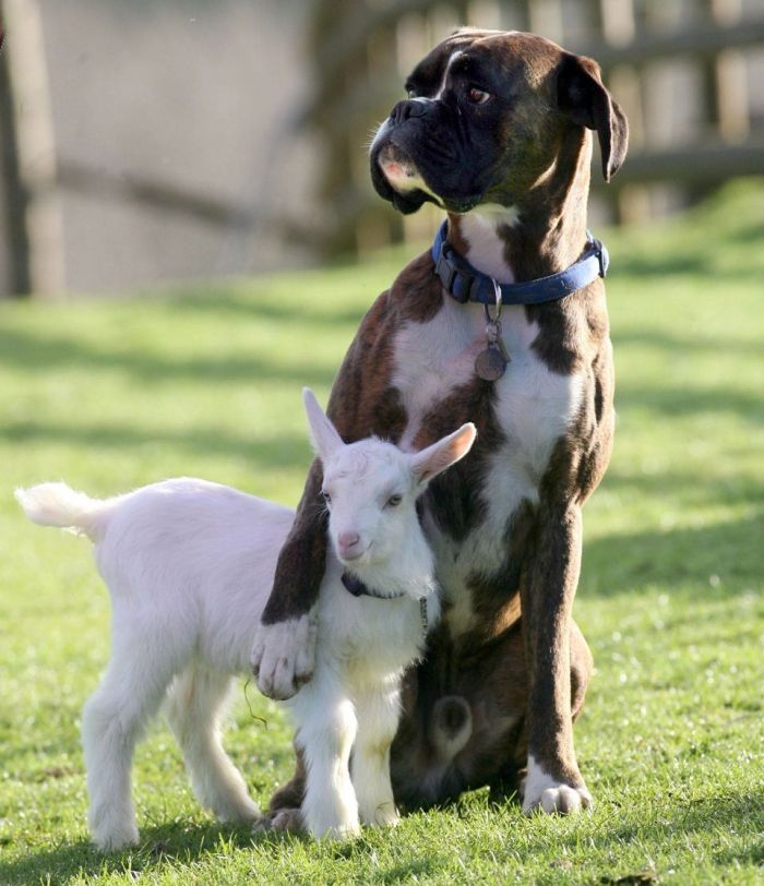 30 Animals being kind to each other15