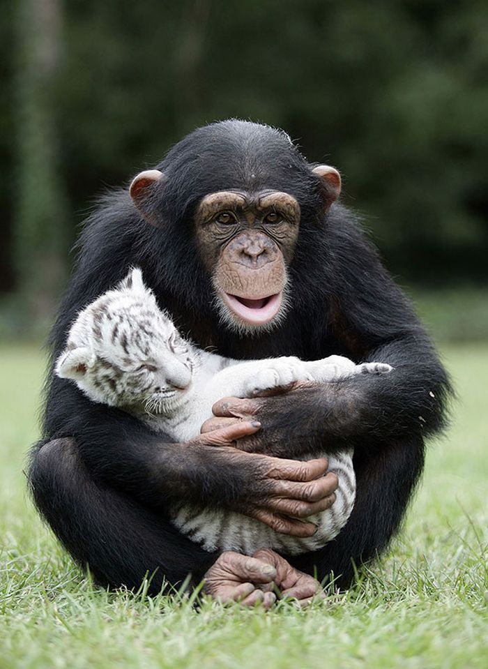 30 Animals being kind to each other19