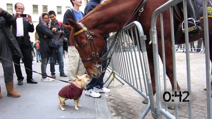 30 Animals being kind to each other20