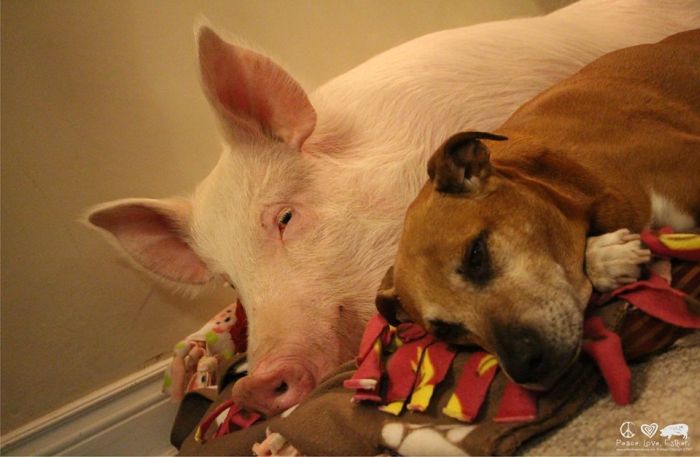 30 Animals being kind to each other21