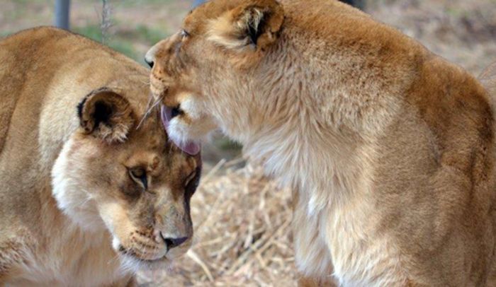 30 Animals being kind to each other22