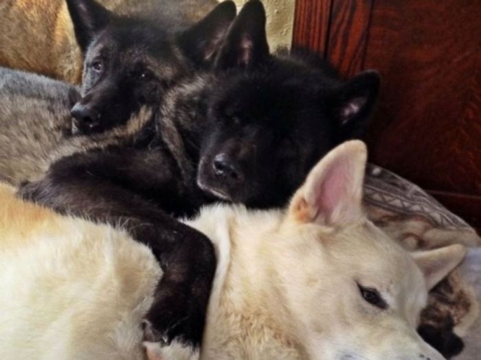 30 Animals being kind to each other23