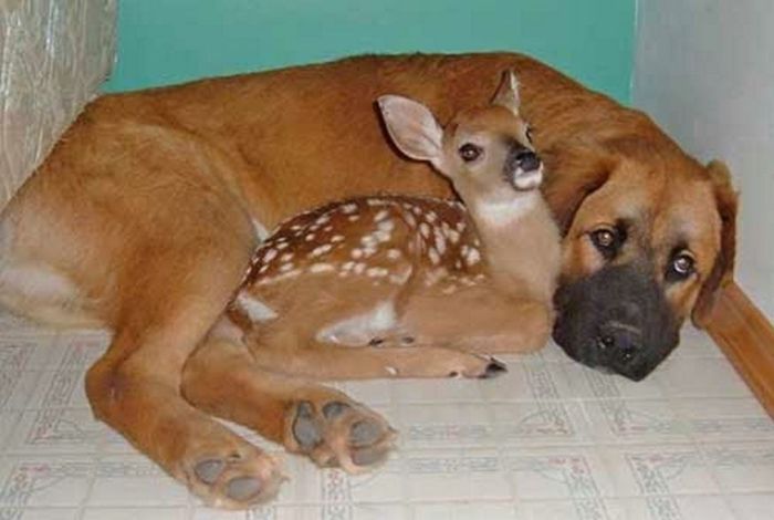 30 Animals being kind to each other28