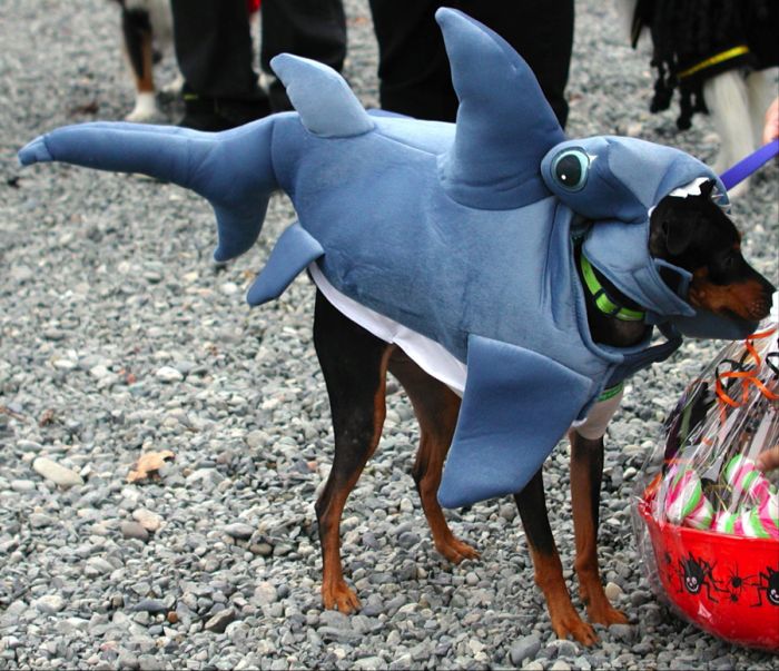 Best pets costumes002