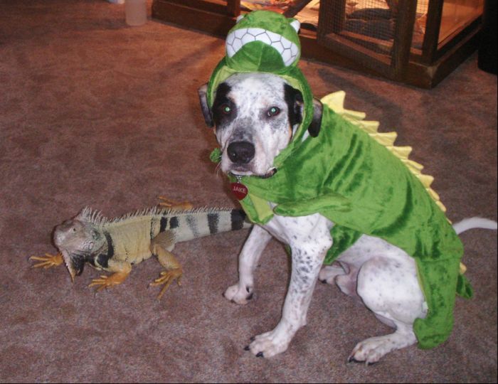 Best pets costumes005