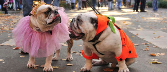 Best pets costumes008