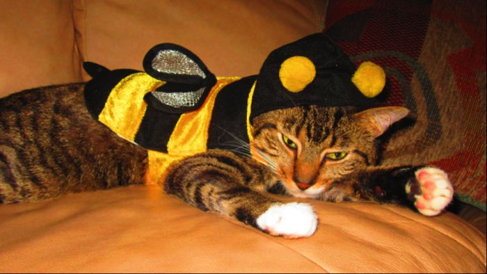 Best pets costumes009