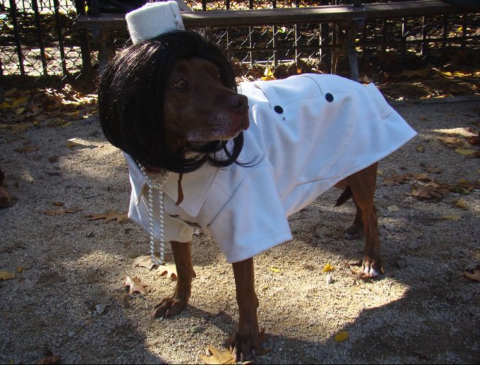 Best pets costumes010