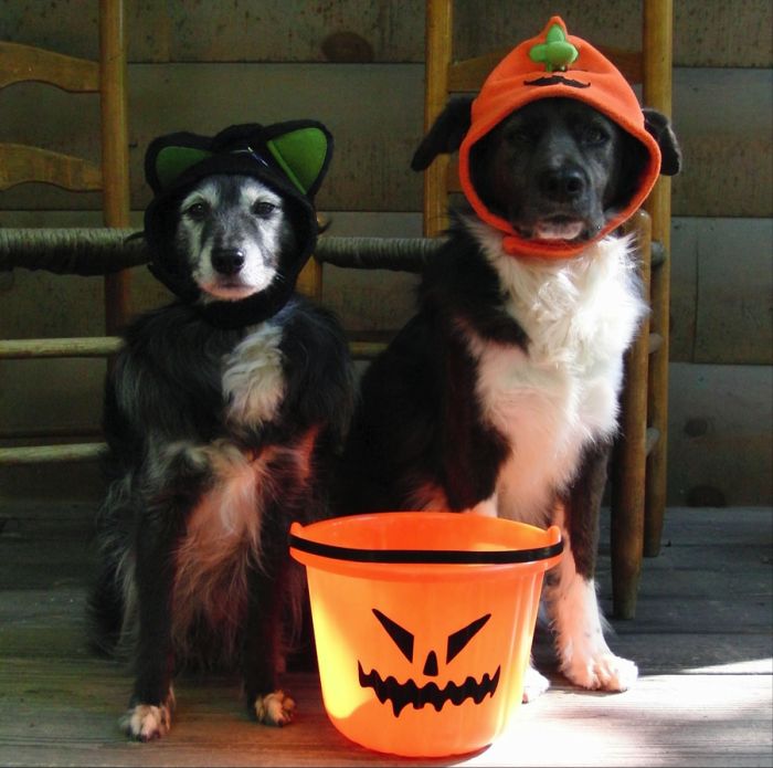 Best pets costumes012