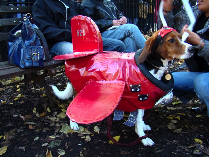 Best pets costumes013